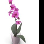 OrchidRose98