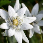 SextasyEdelweiss