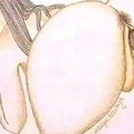 RubeyRose