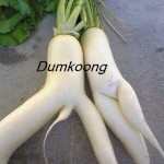 dumkoong