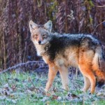 Coywolf579