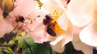 COMMENT FAIRE JOUIR UNE FLEUR EN 3 SECONDES