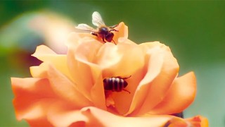 Married couple’s first bee some