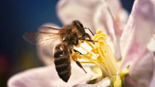 POLICE BEE RUBBED AT PISTIL POINT