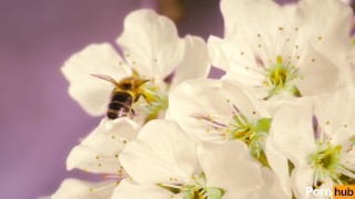 Trans bee pops shy cherry blossom