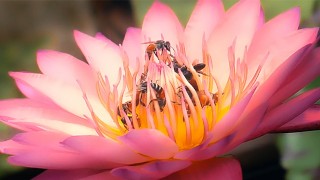 Une fleur à vingt bite organise une orgie massive