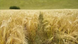 Seks na zewnątrz na polu rolników