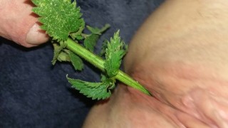 Urethral Nettle Fucking - Une sous-femme BDSM prend une ortie dans la chatte