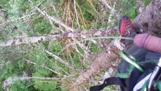 Pisser à partir de 130' dans un arbre