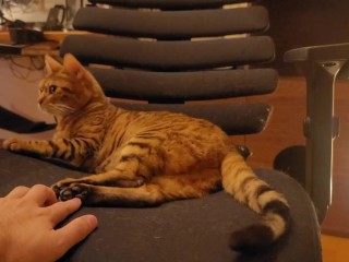 Mirando a Los Lindos Gatitos ... Jugar Con Gatitos Por La Mañana Hace que no Quiera IR a Trabajar.