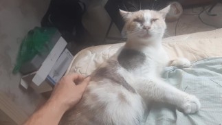 Malvina é uma gata fofa