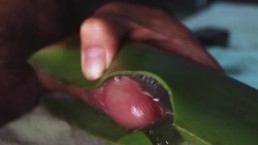 jerking off with aloe vera ultil i nut a thick load