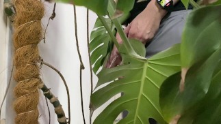 J'ai fait pipi dans un monstera au bureau pendant que tout le monde allait déjeuner